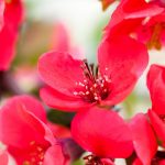 closeup of red flowers isolated