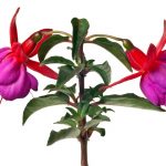 fuschia flowers on white background