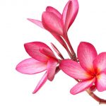 pink flowers on white background