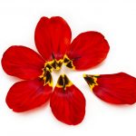 red flower with petal coming off